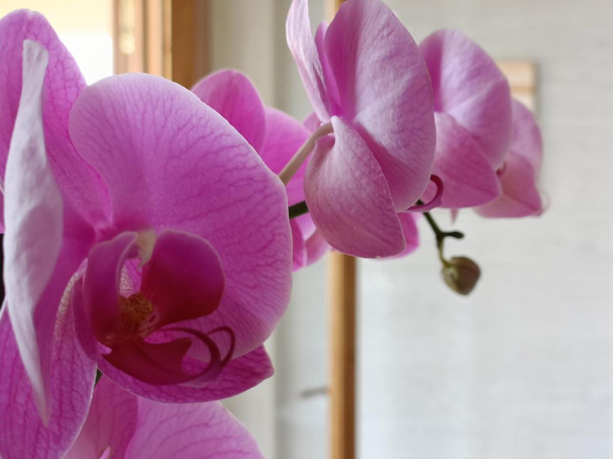 B&B Villa Orchidea Ricadi Ngoại thất bức ảnh